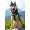 stehender grau weißer Husky mit dem Hundegeschirr Trekking Harness neonorangün