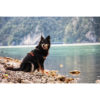schwarzer sitzender Husky am See mit dem Trekking Harness in neonorange