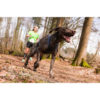 Canicrossläufer mit Hund im Zuggeschirr Xback Active G3 royalblau