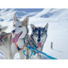 zwei Huskys im Schnee Xback Active G2 neonorange