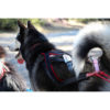 schwarzer Husky von hinten fotografiert mit dem Xback Active G3 in rot