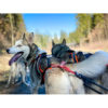 Huskys von hinten fotografiert im Xback Active G2 neonorange