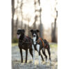 Hunde mit elastischer Neckline und dem Xback Active G3