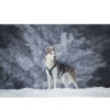 stehender Hund im Schnee mit Hundegeschirr Open Range Harness