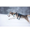rennender Hund mit Hundegeschirr Open Range Haness