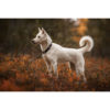Hund mit Hundehalsband Racing Collar - Arctic