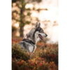 Hund im Hundegeschirr Trekking Harness